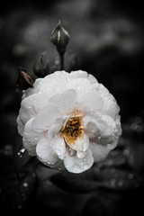 Rose Vintage Flowers In warm tones