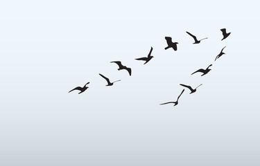 silhouettes of flying birds, vector illustration - 117001470