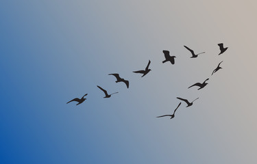 silhouettes of flying birds, vector illustration - 117001489