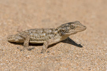 Moorish Gecko (Tarentola Mauritanica)/Moorish Gecko in North African Desert