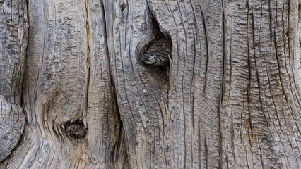 Baumstamm mit Astlöchern