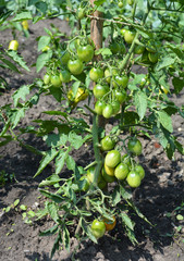 Growing organic tomatoes. Branch of unripe cherry tomatoes. 