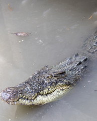 Crocodile in Vietnam