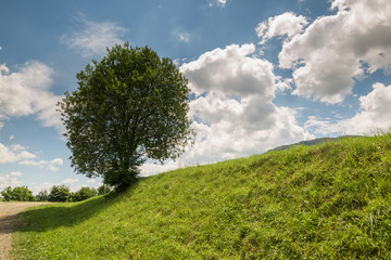 Lonely tree on a green hill