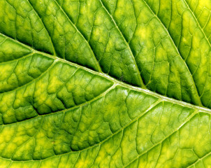 Abstract color leaf texture.