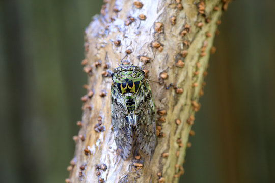 Platypleura kaempferi cicada in Japan
