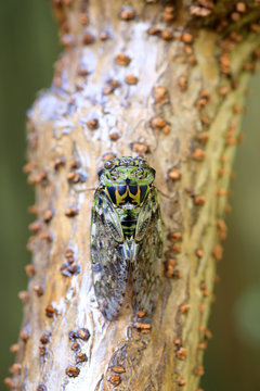 Platypleura kaempferi cicada in Japan
