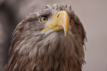 frontales Seeadler Porträt