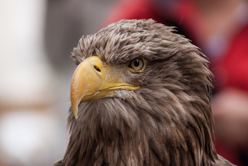 frontales Seeadler Porträt