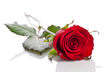 beautiful single red rose lying down on a white background