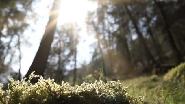 A Naturally Beautiful Ancient Woodland