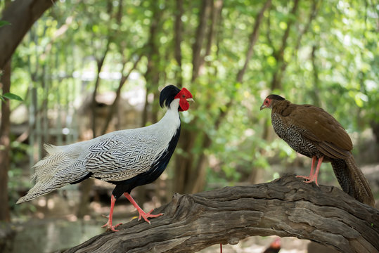 Male and Female silver pheasant