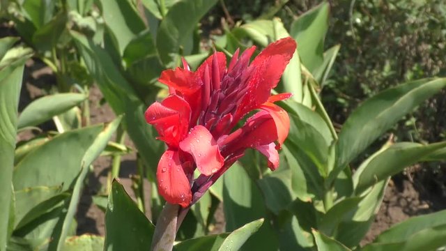 Canna red flower in the summer garden