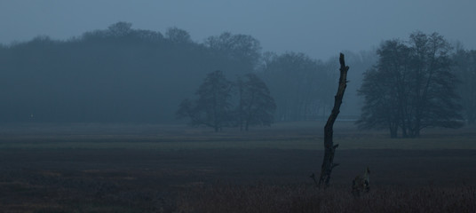 Baum im Nebel