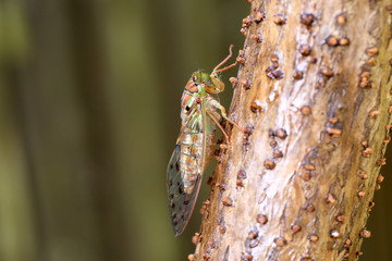 Evening cicada (Tanna japonensis) in Japan

