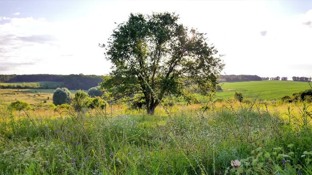 Tame laps. Lonely tree in a field in the sun. Summer. Sunset. Loneliness.