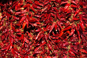 Fototapeta premium Dried red chili paprika hang in bunch