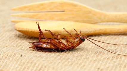 cockroach