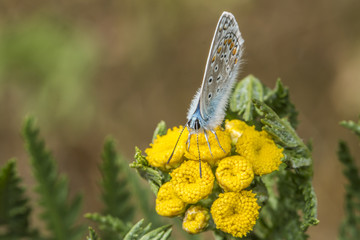 Hauhechelbläuling (Polyommatus icarus)