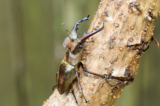 Miyama Stag Beetle (Lucanus maculifemoratus) in Japan

