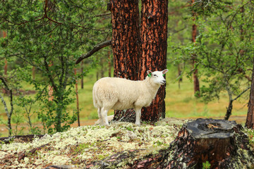 Lamb in the rainy forest
