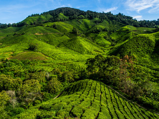 Tea Plantation on the mountain at Cameron Highlands, Malaysia