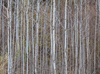 Trunks of young aspens