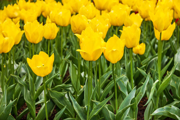 Obraz premium tulip flowers yellow, Keukenhof garden, Netherlands, Holland
