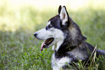 dog breed Siberian Husky
