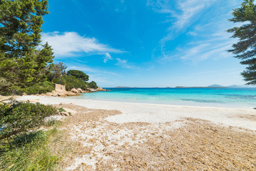 plants by the sea in Capriccioli beach