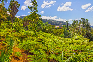 Fototapeta na wymiar Madeira island, green park, landscape, botanical garden Monte