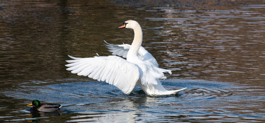 Schwan in Bewegung