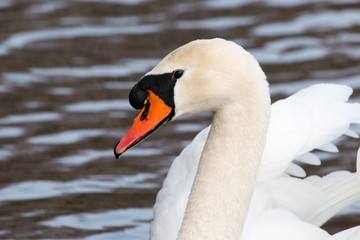 Obraz premium Schwan