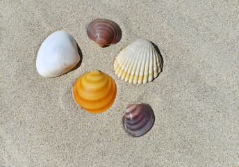Sea shells on the sand