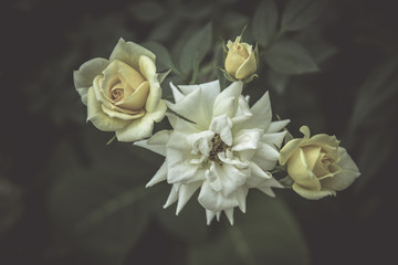 Retro flowers,Vintage Flowers background