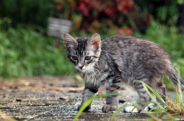 サバトラの子猫