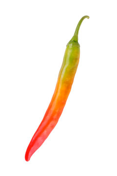 chili pepper in green,yellow,red