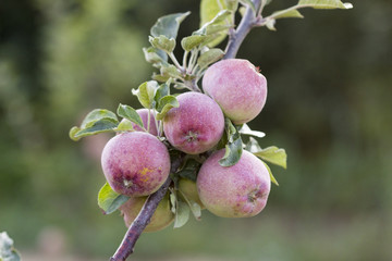 Unripe apples on a branch