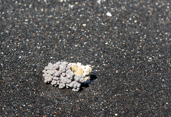 Coral on volcanic black sand beach