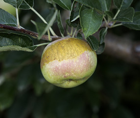 Unripe apples on a branch