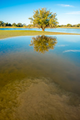 Fototapeta premium Reflection of tree in water.