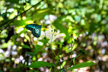 Butterfly in Tangkoko National Park.