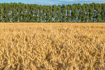 Huge gold wheat field under small forest at summer sunset