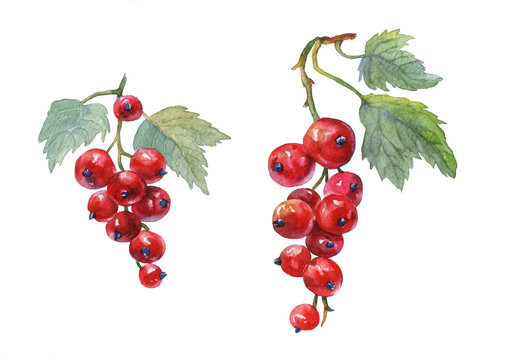 Red currant. Hand drawn watercolor painting on white background.