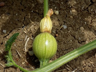 Small immature watermelon on field