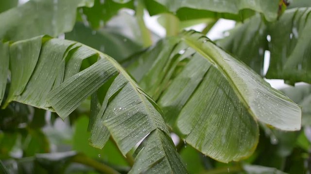 Selective focus heavy rain in banana leaf background