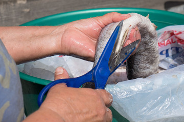 Woman hands gutting and cleaning pike fish