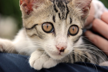 公園で子猫とまったり