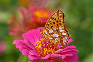 Obrazy na Szkle  zbliżenie wysokiego brązowego motyla fritillary na kwiat cynia