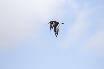Eurasian oystercatcher (Haematopus ostralegus)